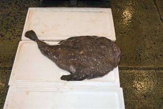 RANA PESCATRICE 1000/1500-IMPORT-(lophius budegassa)Reti tr.