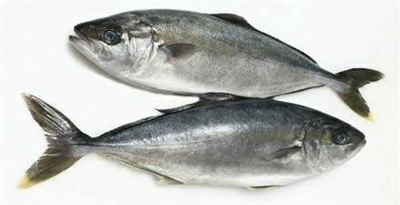 RICCIOLA FRESCA EGITTO ami/palan Pescata