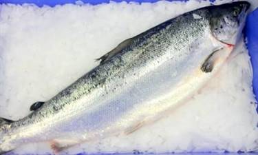 SALMONE NORVEGIA 4/5 -IMPORT-(salmo salar) All.Norvegia