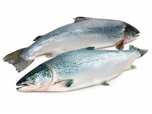 SALMONE NORVEGIA 6/7 -IMPORT-(Salmo Salar) All.Norvegia