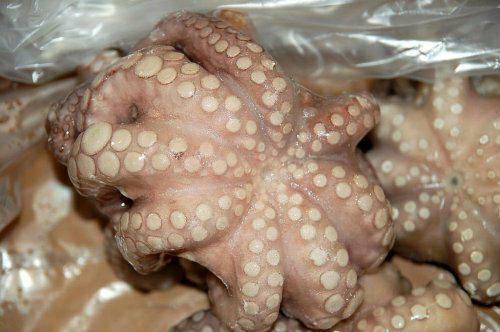 POLPO MAROCCO T5 BLUE OCTOPUS IQF C.