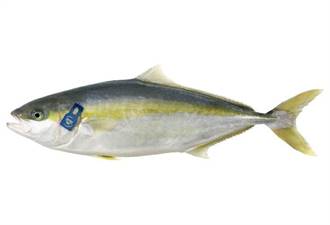 RICCIOLA 8/10 KG mediterraneo fao 37.2.2