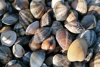 VONGOLE ALL.PORTOGALLO (ruditapes philippin) FAO 27